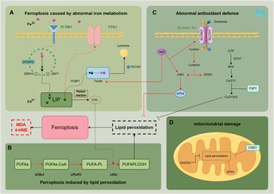 Metabolic dysfunction-associated steatotic liver disease: ferroptosis related mechanisms and potential drugs